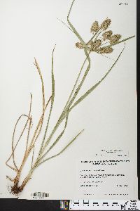 Cyperus lancastriensis image