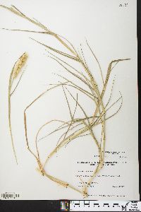 Cenchrus tribuloides image