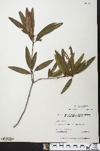 Quercus phellos image