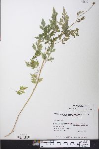 Bidens bipinnata image