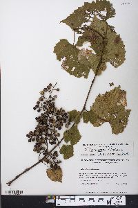 Vitis riparia image