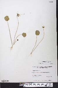 Hydrocotyle umbellata image