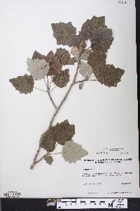 Populus alba image