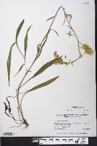 Solidago pinetorum image