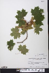 Acer platanoides image