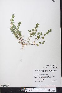 Kummerowia striata image