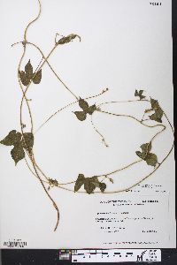 Ipomoea hederacea image