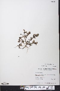 Portulaca oleracea image