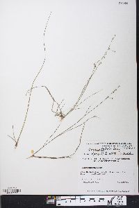 Juncus debilis image