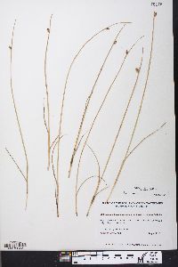 Schoenoplectus americanus image