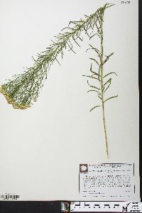 Euthamia caroliniana image