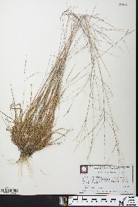 Digitaria filiformis image