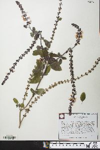 Ocimum basilicum image