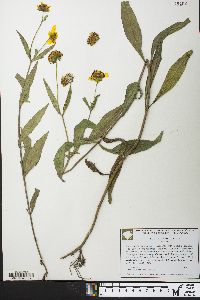 Bidens laevis image