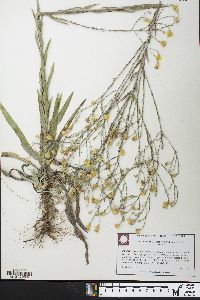 Pityopsis graminifolia image