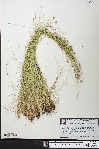 Eleocharis tuberculosa image