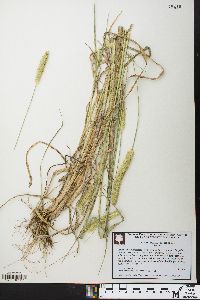 Setaria pumila image