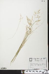 Calamagrostis howellii image