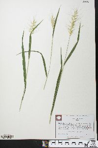 Elymus hystrix image