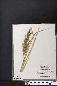 Glyceria obtusa image