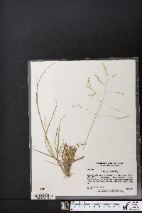 Poa sylvestris image