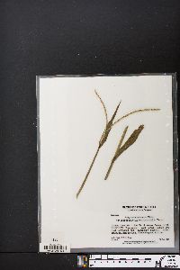 Paspalum setaceum var. longepedunculatum image