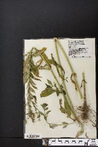 Mimulus ringens var. ringens image