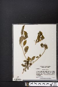 Mimulus alatus image