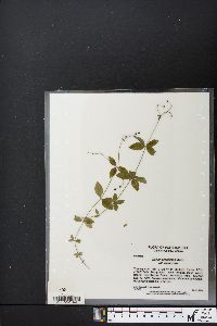 Galium circaezans var. circaezans image