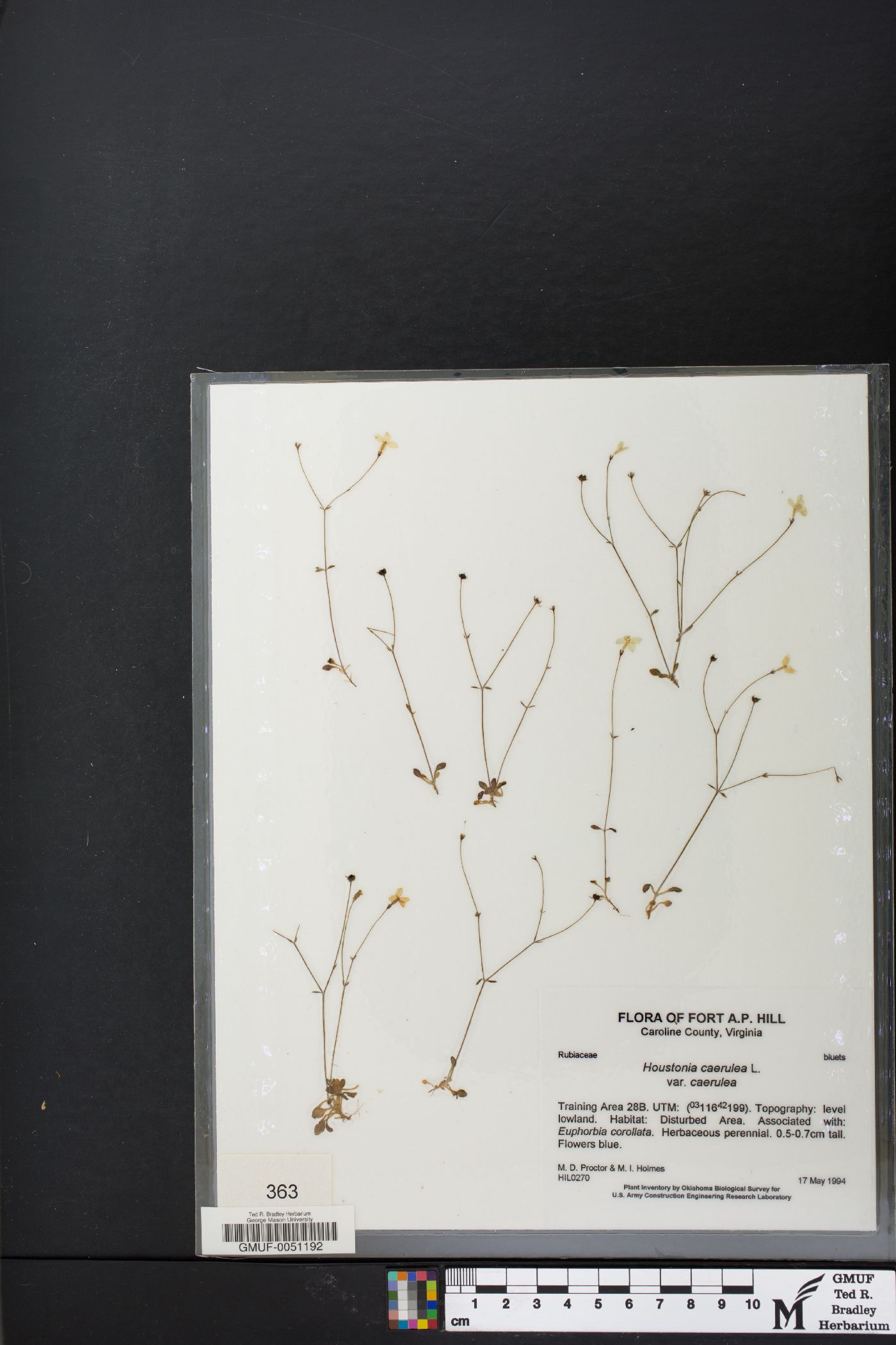 Houstonia caerulea var. caerulea image