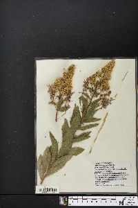 Spiraea latifolia image