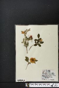 Rosa carolina subsp. carolina image