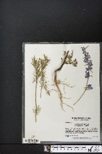 Delphinium ajacis image