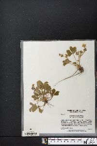 Potentilla simplex var. calvescens image