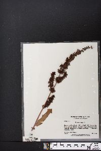 Rumex crispus subsp. crispus image
