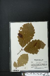 Quercus montana image