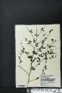 Baptisia tinctoria image