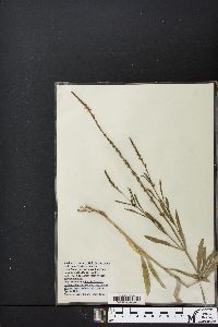 Verbena simplex image
