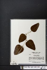 Smilax glauca var. leurophylla image
