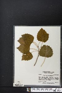 Populus grandidentata image