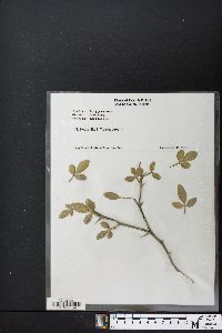 Citrus trifoliata image