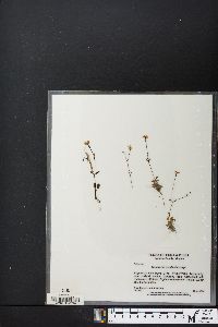 Houstonia pusilla image