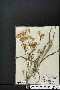 Senecio vulgaris image