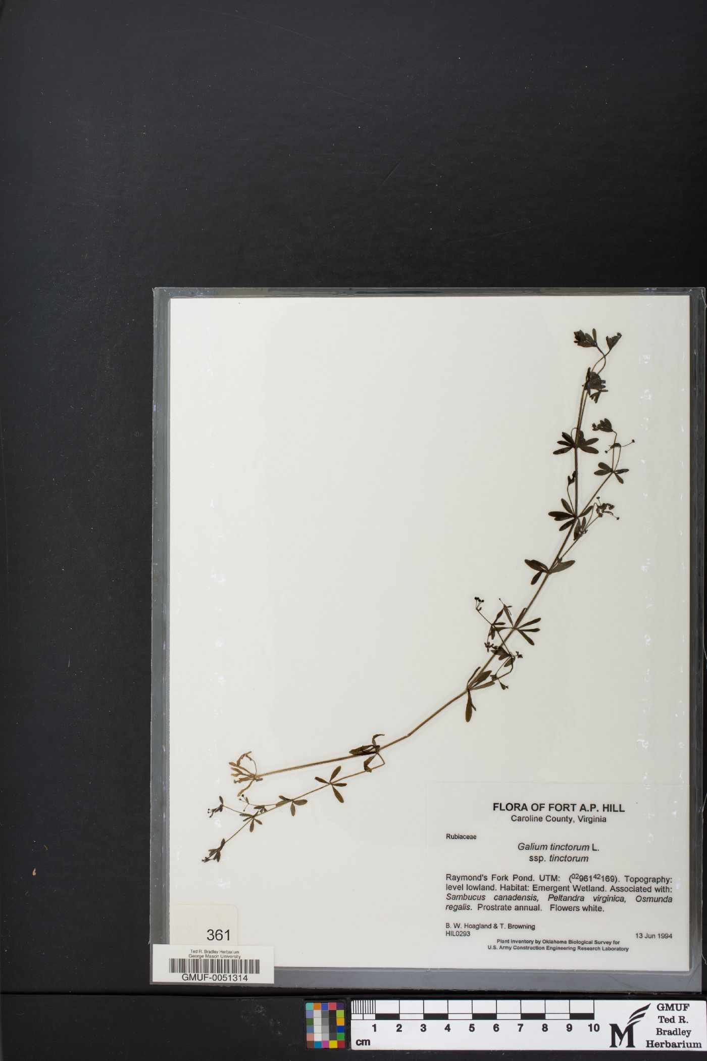 Galium tinctorium subsp. tinctorium image