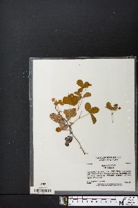 Rubus hispidus image