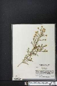 Symphyotrichum dumosum var. dumosum image
