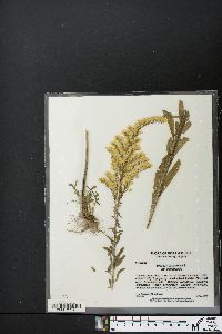 Solidago canadensis var. canadensis image