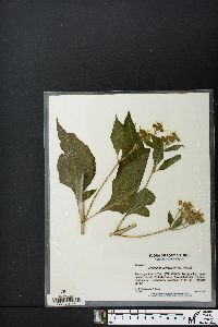 Verbesina occidentalis image