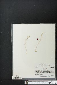 Draba verna var. verna image