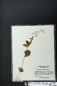 Hylodesmum pauciflorum image